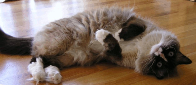 More Cat